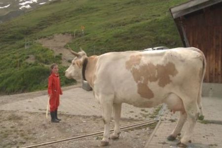 KÜHE, KÄSE UND 3 KINDER