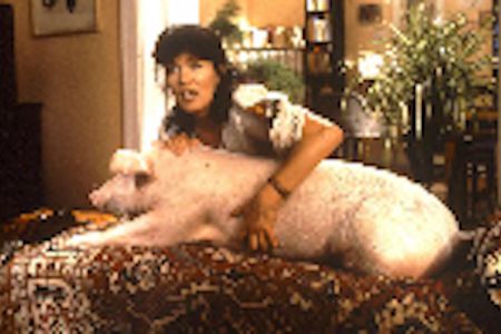 RENNSCHWEIN RUDI RÜSSEL