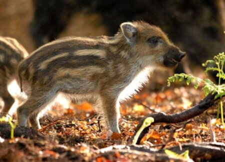 DAS GRÜNE WUNDER - UNSER WALD