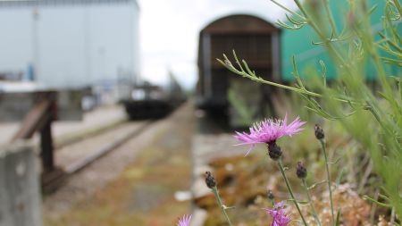 BAHNHOF DER SCHMETTERLINGE