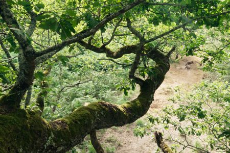 DIE EICHE – MEIN ZUHAUSE (LE CHÊNE)