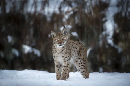 LYNX - LUCHS