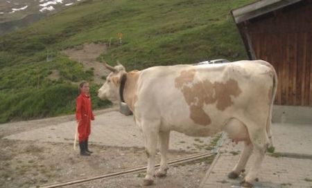 KÜHE, KÄSE UND 3 KINDER