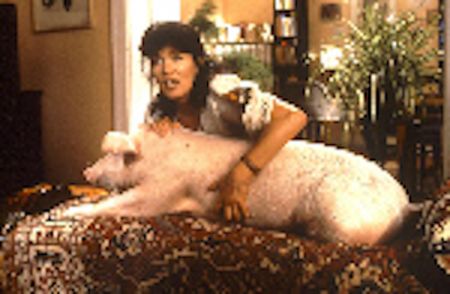 RENNSCHWEIN RUDI RÜSSEL