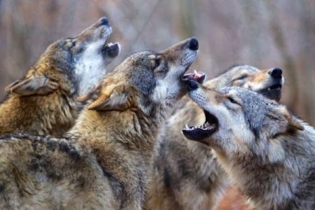 UNSERE JAHRESZEITEN / UNSERE WILDNIS