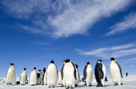 DIE REISE DER PINGUINE 2