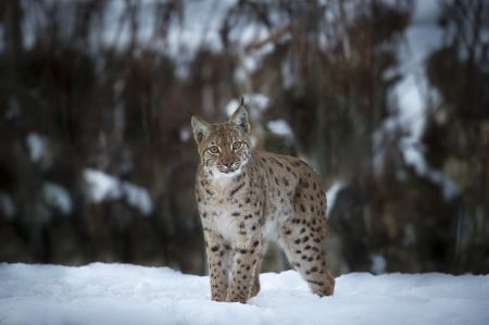 LYNX - LUCHS